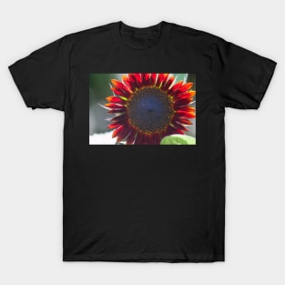 Sun Fire T-Shirt